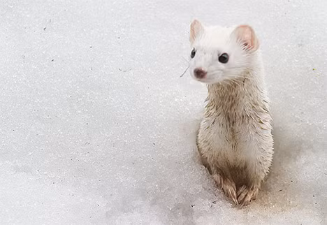 Chồn Ermine còn được gọi là chồn đuôi ngắn, là thành viên nhỏ nhất trong gia đình chồn. Loài này cũng không chuyển hoàn toàn sang màu trắng ngay cả trong mùa đông.