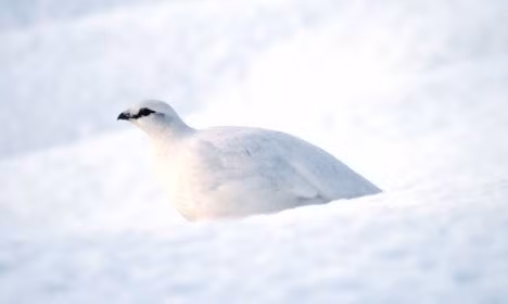 Gà gô chuyển màu lông từ nâu sang màu trắng với ngoại lệ duy nhất là cái đuôi vẫn giữ màu sắc ban đầu là màu nâu hoặc đen.