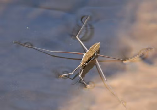 Các sợi lông trên chân nhện nước xù ra thành chùm tơ, hút lấy không khí tạo thành đệm khí giúp nhện nước di chuyển nhanh chóng và lấy lại thăng bằng trên mặt nước. Nó có thể lao đi với tốc độ bằng cả trăm lần chiều dài cơ thể trong một giây.