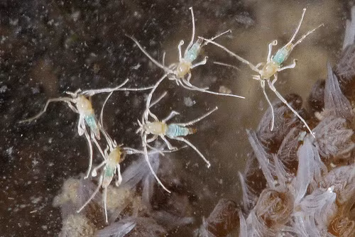 Muỗi nước (Pontomyia) di chuyển trên mặt nước bằng cách đứng thẳng trên hai chân sau và dùng hai chân trước như mái chèo lướt về phía trước.