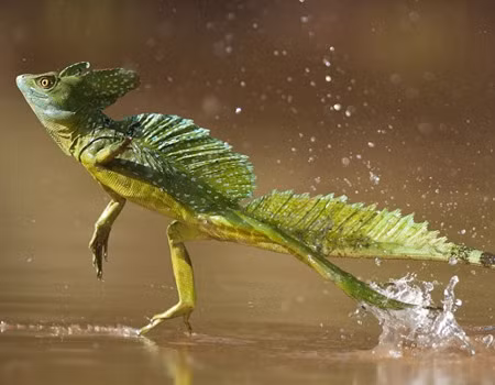 Thằn lằn Basilisk, hay còn gọi là thằn lằn chúa có thể chạy như bay trên mặt nước, dù chúng chủ yếu sống trong rừng nhiệt đới, ẩn trong các hốc cây để hâm nóng nhiệt độ cơ thể. "Cao thủ" động vật này chỉ thực hiện "khinh công trên mặt nước" khi bị giật mình hay bị kẻ thù truy đuổi, chúng nhảy xuống suối hoặc sông để tẩu thoát.