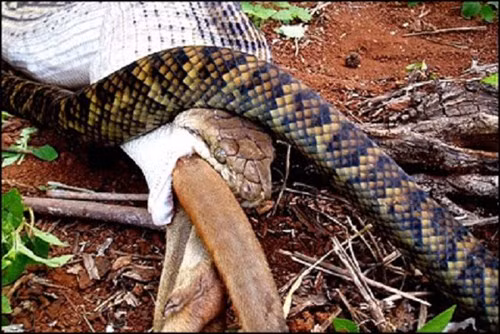 Khi trăn khổng lồ bắt đầu nuốt mồi, hiếm khi chúng dừng lại, cho dù chúng có thể gặp các biến chứng do nuốt phải các dị vật. Ở Australia, dân số loài trăn rất đông đúc, do đó cảnh nó nuốt chửng một con Kangaroo to lớn là không hiếm gặp. Con trăn tấn công, nghiền nát và nuốt con mồi rất nhanh gọn.