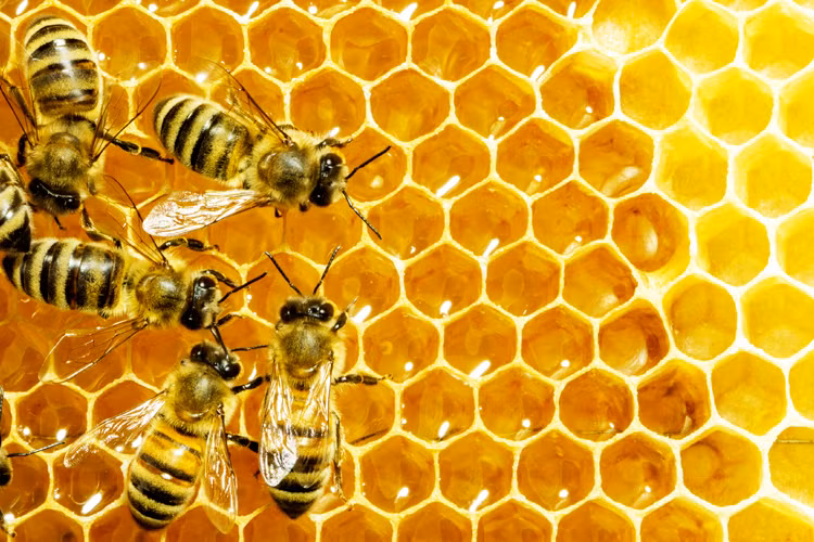 Các con ong được huấn luyện sẽ biết rằng, nếu chúng chui vào đoạn ống màu xanh lá cây, thì chúng sẽ không thu hoạch được gì mà bên trong đó chỉ toàn có nước. Còn nếu như chui vào đoạn ống màu xanh thì chúng sẽ tìm được dung dịch đường có nồng độ mật 30%.