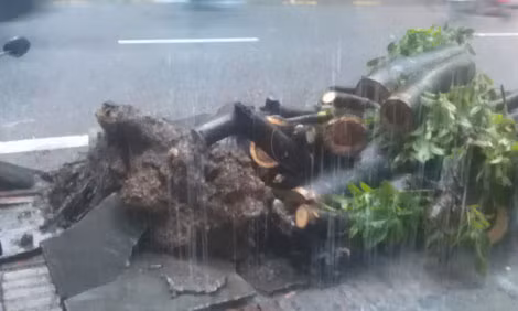 Cây xà cừ đã được cưa và đưa lên vỉa hè.