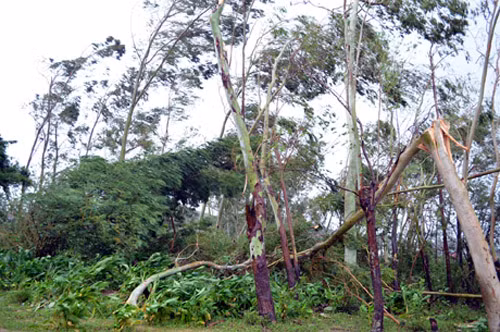 Bão số 5 đã làm gẫy đổ cây tại TP.Móng Cái, Quảng Ninh.