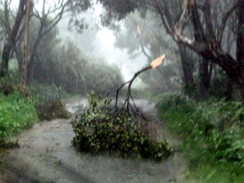 Sức gió mạnh đã làm đổ nhiều cây xanh ở khu rừng chõi nguyên sinh.