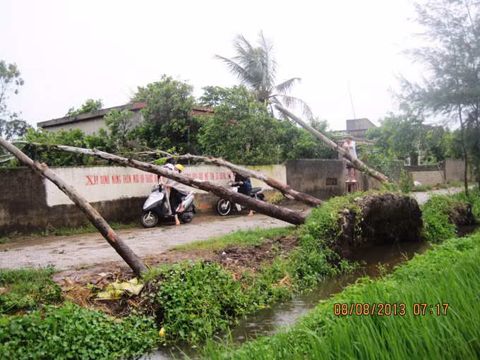 Đi ngược về thị trấn huyện Hậu Lộc, dọc đường đầy những cây to cũng bị gãy.