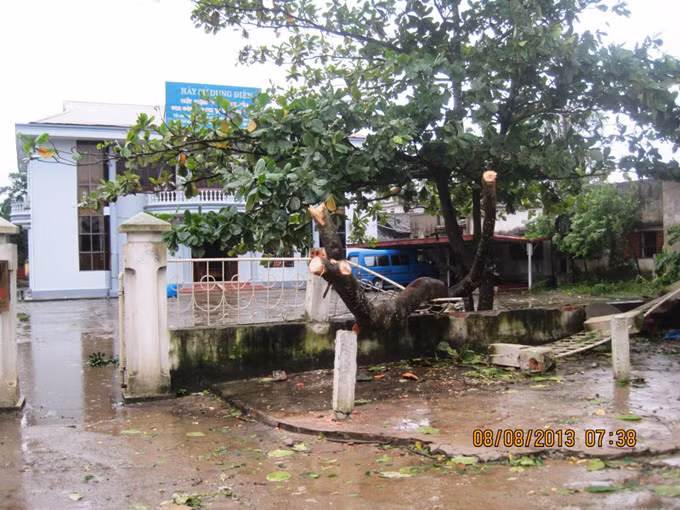 Cây làm đổ cả bức tường của Công ty Điện lực huyện Hậu Lộc.