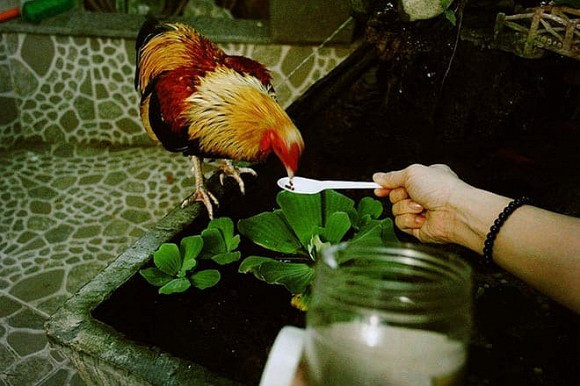 Không chỉ là ca sĩ nổi tiếng, Khánh Phương còn là một thiếu gia khét tiếng khi gia đình anh chuyển vào TP.HCM sinh sống.