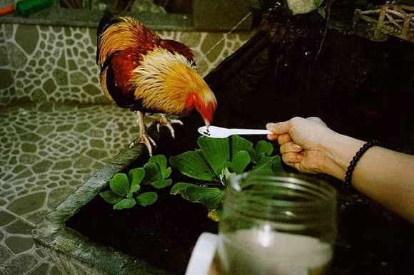 Không chỉ là ca sĩ nổi tiếng, Khánh Phương còn là một thiếu gia khét tiếng khi gia đình anh chuyển vào TP.HCM sinh sống.