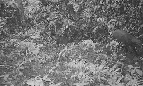 Sau 15 năm tìm kiếm, sao la đã tái xuất ở trong một thung lũng tại dãy núi Trường Sơn, tỉnh Quảng Nam. Theo Quỹ Quốc tế bảo tồn nhiên nhiên (WWF), đây là một “khám phá nghẹt thở”, khơi lại hy vọng tìm lại được loài động vật tưởng đã tuyệt chủng. Trong ảnh: Hình chụp con sao la vừa được Quỹ Quốc tế bảo tồn nhiên nhiên (WWF) và Chi cục Kiểm lâm tỉnh Quảng Nam công bố hôm qua (13/11).