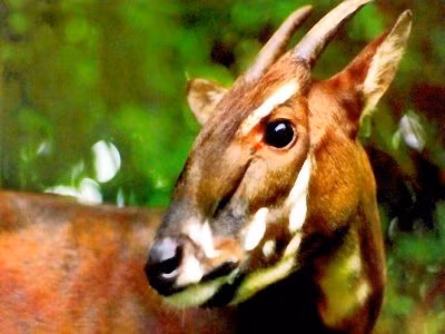 Do số lượng rất ít, phạm vi phân bố hẹp và thường xuyên bị đe dọa bởi các hoạt động săn bắn của con người, sao la được xếp hạng ở mức nguy cấp (có nguy cơ tuyệt chủng trong tự nhiên rất cao) trong Sách đỏ của Liên minh Bảo tồn Thế giới (IUCN) và trong Sách đỏ Việt Nam.