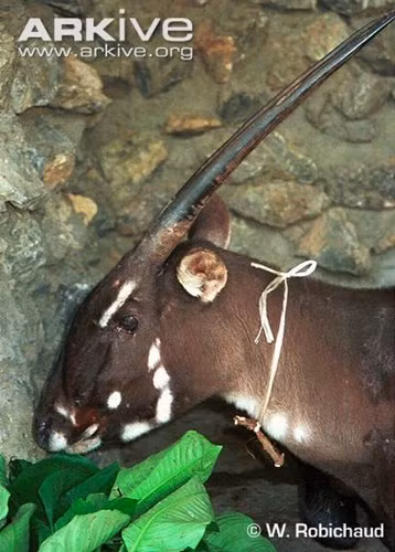 Tháng 4/ 2011, Khu Bảo tồn Thiên nhiên Sao la rộng 160 km² được thành lập ở Quảng Nam, mở rộng hành lang sinh thái nối liền Việt Nam và Vườn Quốc gia Xe Sap của Lào. Ước tính có khoảng 50-60 con sao la trong khu bảo tồn.