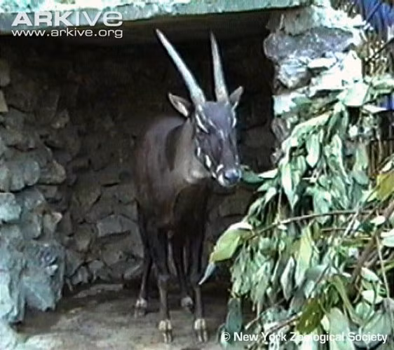 Dù có bề ngoài giống với linh dương, điều kỳ lạ là kết quả nghiên cứu ADN năm 1999 cho thấy sao la thật sự thuộc về phân họ trâu bò (Bovinae) . Những con vật này dài khoảng 1,3 đến 1,5 m, cao 90 cm và có trọng lượng khoảng 100 kg. Da màu nâu sẫm, trên mỗi móng có một đốm trắng. Sừng sao la dài và mảnh dẻ, hướng thẳng về phía sau và có thể dài đến 51 cm.