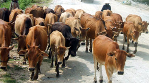 Đường lây thứ 3 là do hít phải nha bào từ con vật ốm, hiếm gặp hơn hai thể trước đó. Theo đó, bệnh có nguy cơ gặp ở những người làm công nhân xử lý lông súc vật, hít phải quá nhiều nha bào từ con vật ốm, hít phải quá nhiều nha bào do đào bới nơi chôn lấp súc vật chết bệnh.