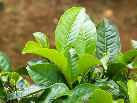 Trà xanh. Quan trọng là, bạn phải kết hợp những bài tập thể dục đơn giản tại nhà và chuyên sâu về đùi trong quá trình uống trà xanh. Mỡ thừa tại vùng đùi sẽ biến mất trông thấy, bạn sẽ tự tin mặc những trang phục yêu thích của mình mà không lo những ánh mắt săm soi vì size đùi quá to. Không những thế, uống trà xanh hàng ngày còn cung cấp dưỡng chất để giảm tình trạng lão hóa làn da của bạn theo dòng thời gian.