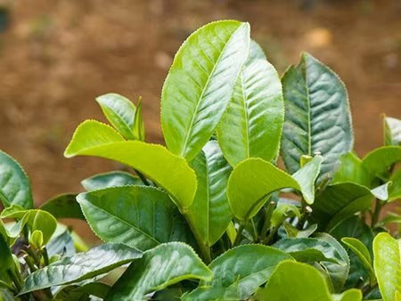 Trà xanh. Quan trọng là, bạn phải kết hợp những bài tập thể dục đơn giản tại nhà và chuyên sâu về đùi trong quá trình uống trà xanh. Mỡ thừa tại vùng đùi sẽ biến mất trông thấy, bạn sẽ tự tin mặc những trang phục yêu thích của mình mà không lo những ánh mắt săm soi vì size đùi quá to. Không những thế, uống trà xanh hàng ngày còn cung cấp dưỡng chất để giảm tình trạng lão hóa làn da của bạn theo dòng thời gian.