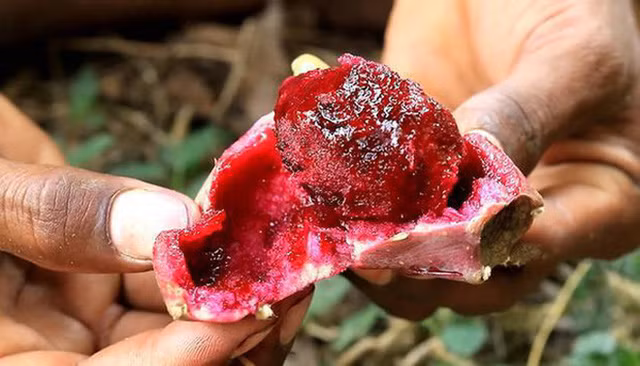 3 loai qua o Viet Nam moc dai day duong, sang nuoc ngoai thanh cua ngon vat la-Hinh-2