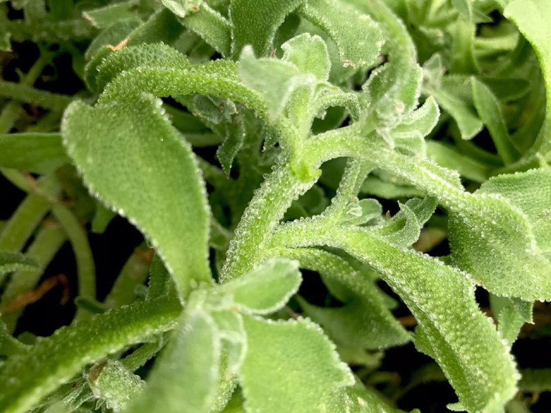 Dan Ha Noi lung mua rau kim cuong, do la moi ve gia dat