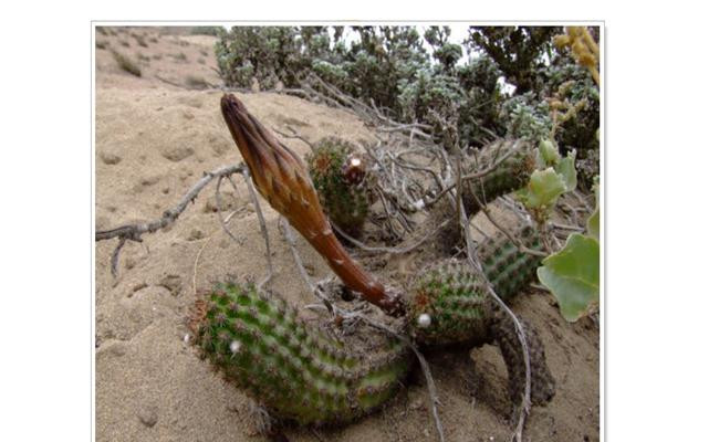 Nhung “quai cay” nhin nhu cui kho ma gia hang tram trieu toi vai ty-Hinh-4