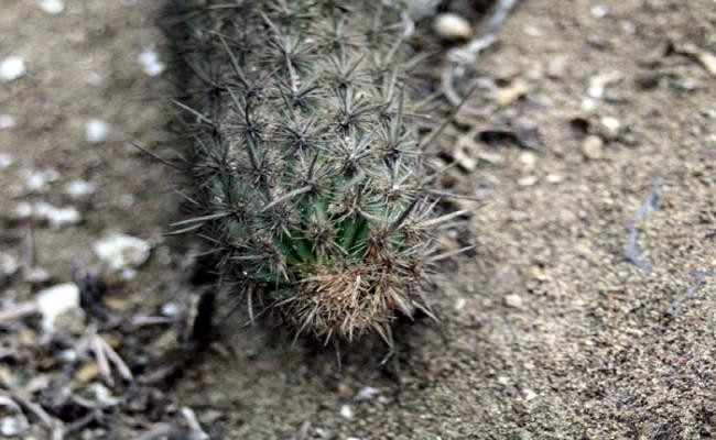 Những “quái cây” nhìn như củi khô mà giá hàng trăm triệu tới vài tỷ - Hình 10 Nhung “quai cay” nhin nhu cui kho ma gia hang tram trieu toi vai ty-Hinh-10