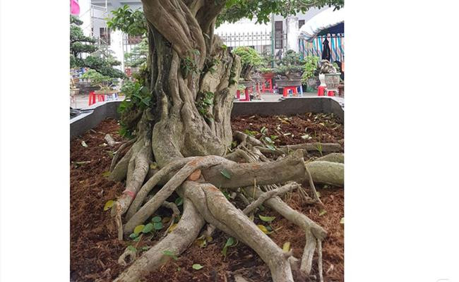 Những “quái cây” nhìn như củi khô mà giá hàng trăm triệu tới vài tỷ - Hình 16 Nhung “quai cay” nhin nhu cui kho ma gia hang tram trieu toi vai ty-Hinh-16