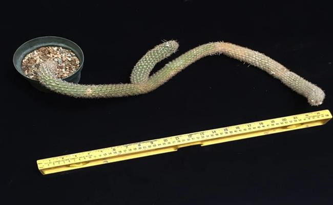 Nhung “quai cay” nhin nhu cui kho ma gia hang tram trieu toi vai ty-Hinh-2