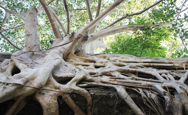 Nhung “quai cay” nhin nhu cui kho ma gia hang tram trieu toi vai ty