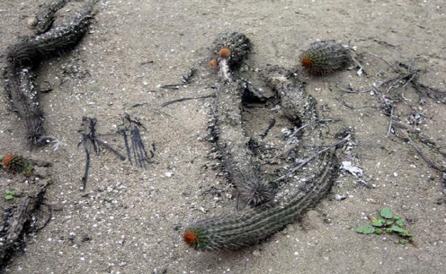 Những “quái cây” nhìn như củi khô mà giá hàng trăm triệu tới vài tỷ - Hình 9 Nhung “quai cay” nhin nhu cui kho ma gia hang tram trieu toi vai ty-Hinh-9