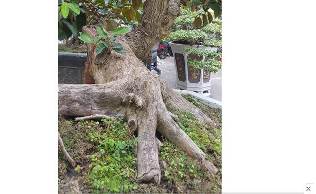 Những “quái cây” nhìn như củi khô mà giá hàng trăm triệu tới vài tỷ - Hình 11 Nhung “quai cay” nhin nhu cui kho ma gia hang tram trieu toi vai ty-Hinh-11