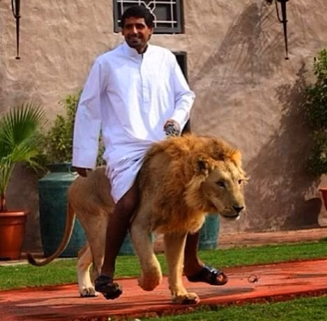 Khi mà ngay cả các cảnh sát cũng được trang bị siêu xe để đi tuần thì các đại gia Ả Rập quay sang cưỡi sư tử để khỏi bị đụng hàng.