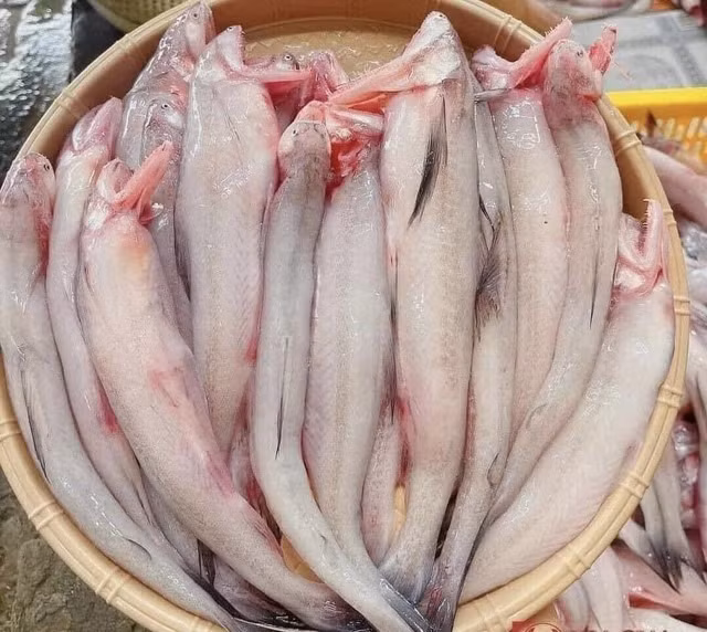 Loai ca mem hon dau phu, it xuong, nhieu thit, gia re