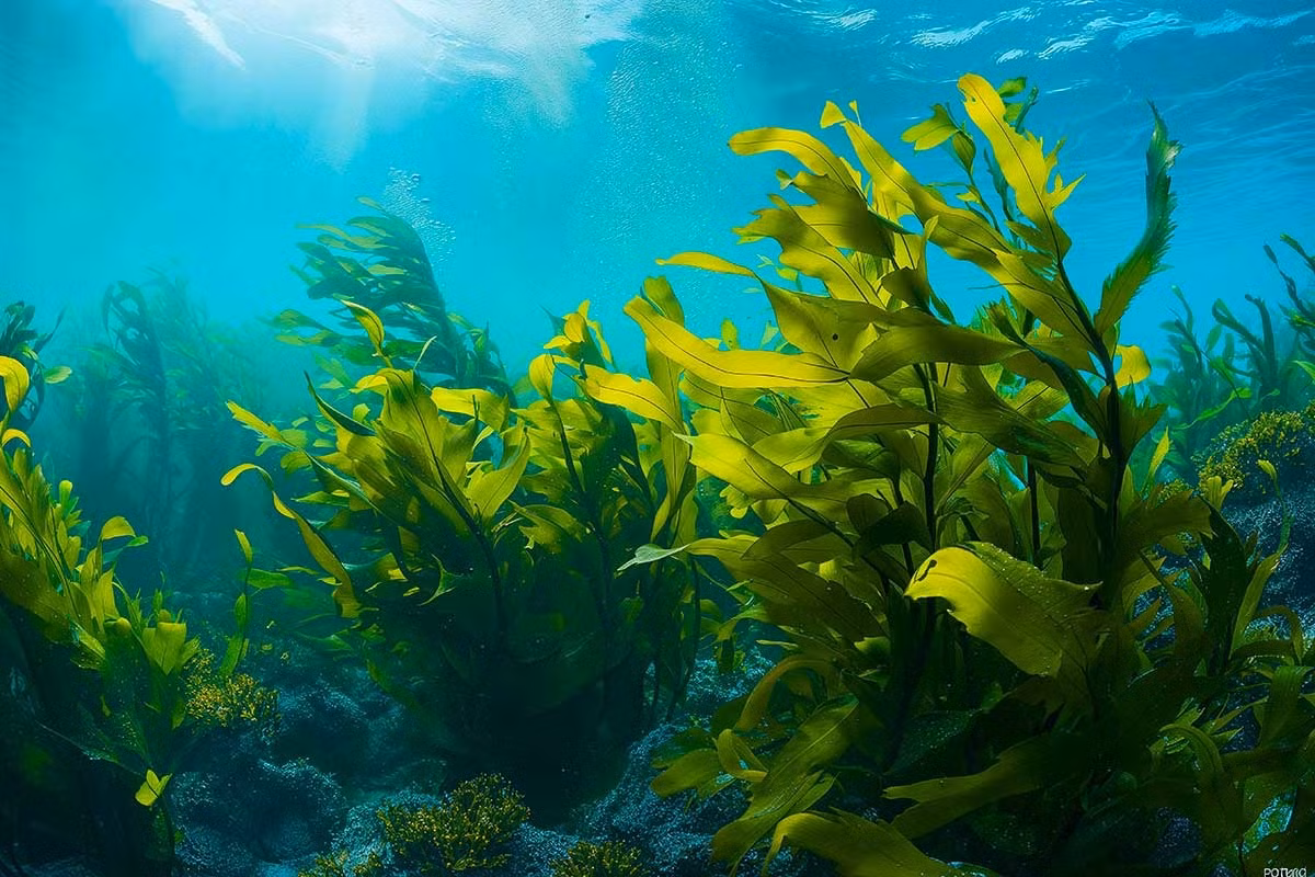 Loai rau co canxi gap 10 lan sua, kem gap 3 lan thit bo