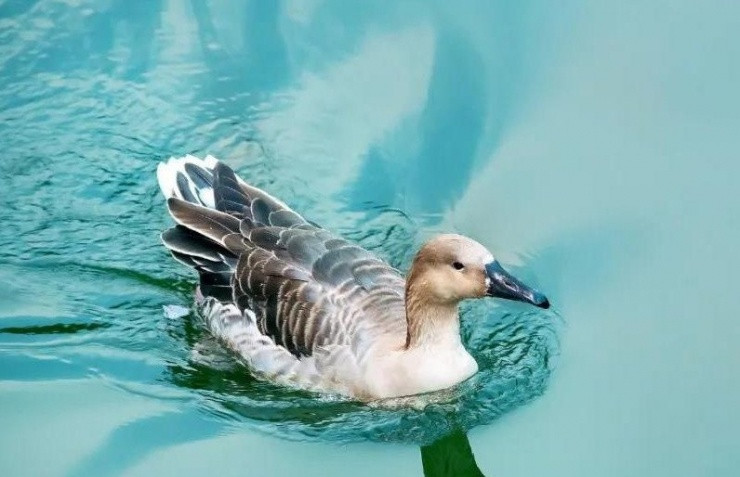 Những người muốn thành công cần nắm vững định luật con vịt Nhung nguoi muon thanh cong can nam vung dinh luat con vit