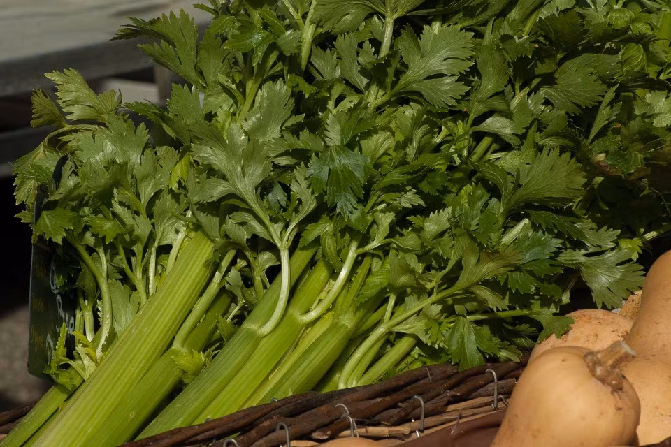 Cac loai rau quen thuoc co the la “o chua” giun san