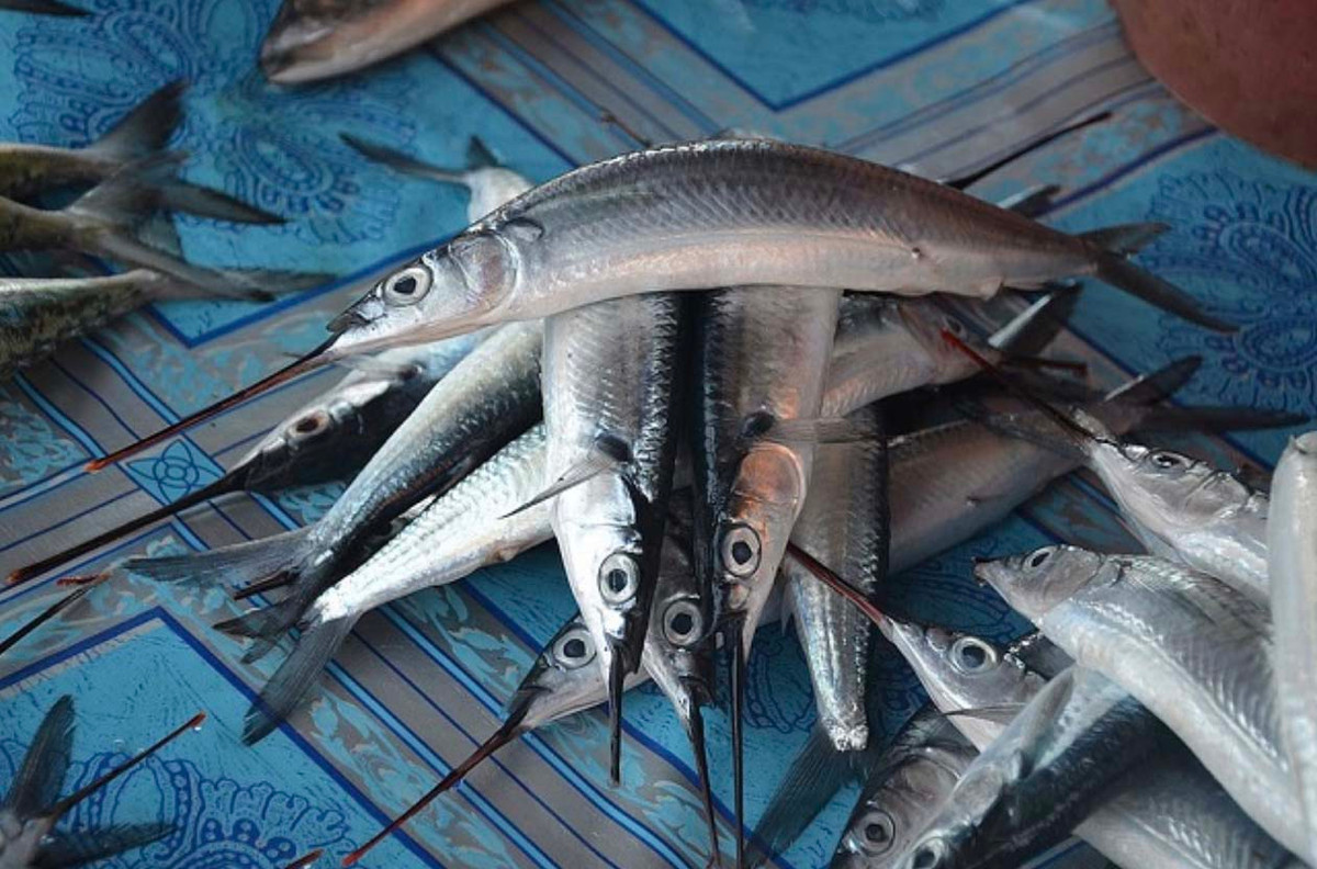 Loai ca mo nhon nhu cay kim, che bien mon an cuc ngon