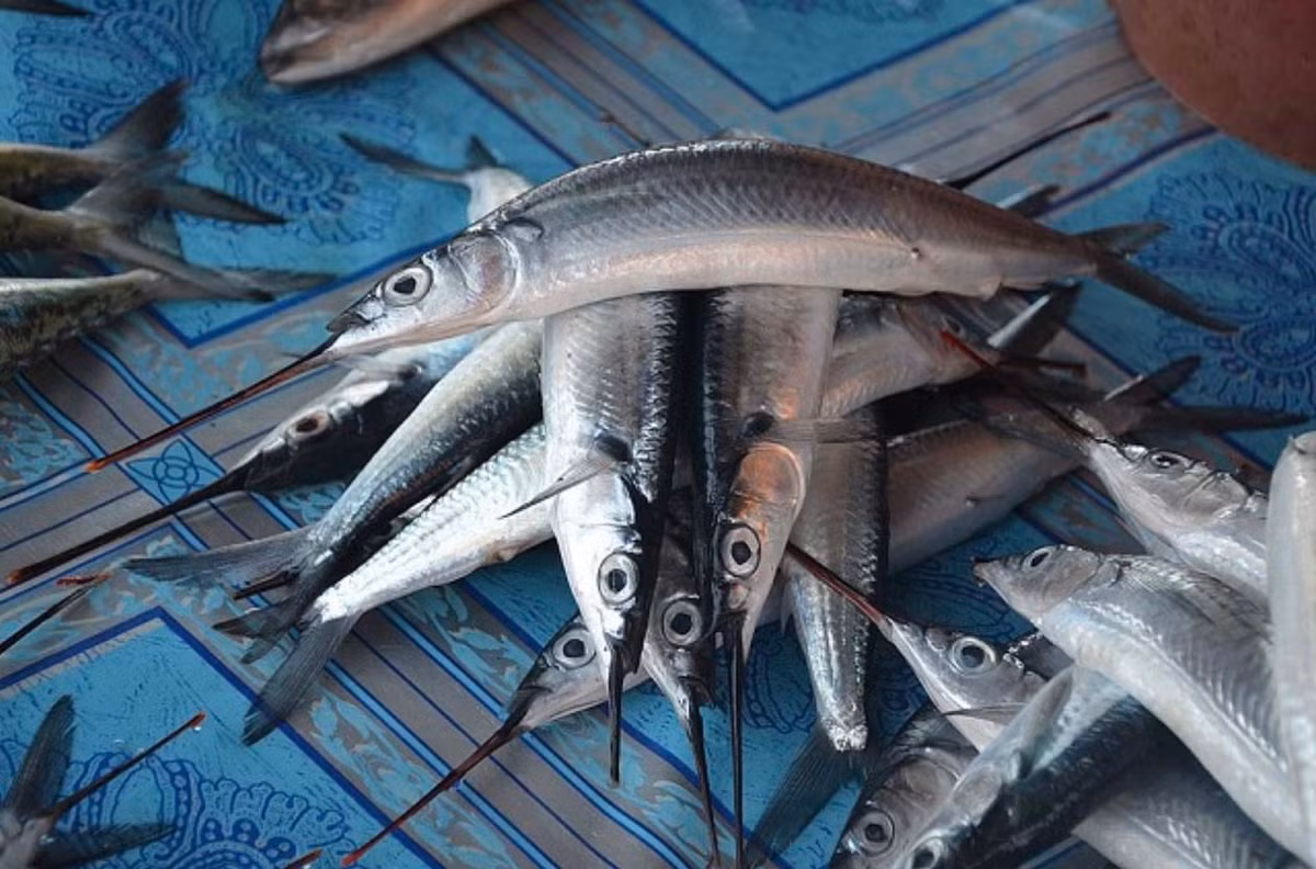 Loai ca mo nhon nhu cay kim, che bien mon an cuc ngon