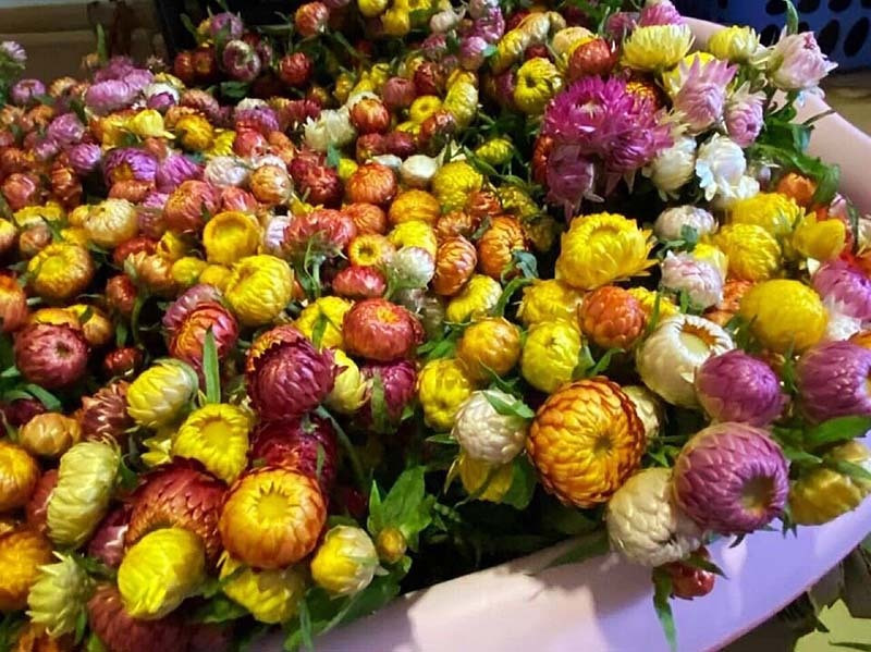 Hoa cuc la chet kho van khong tan-Hinh-3