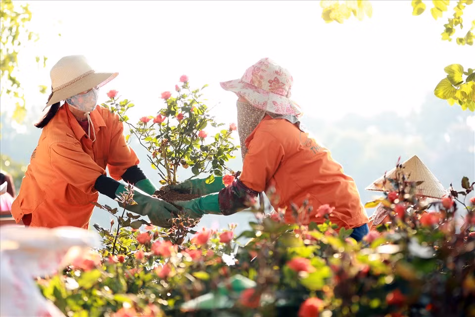 1.600 khóm hoa hồng được các công nhân trang trí tạo nên thảm hoa rực rỡ bên hồ Gươm