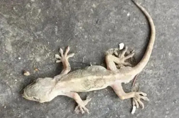 Nuôi con được xem là “ở ké’ trong nhà bán gần chục triệu/kg Nuoi con duoc xem la “o ke’ trong nha ban gan chuc trieu/kg