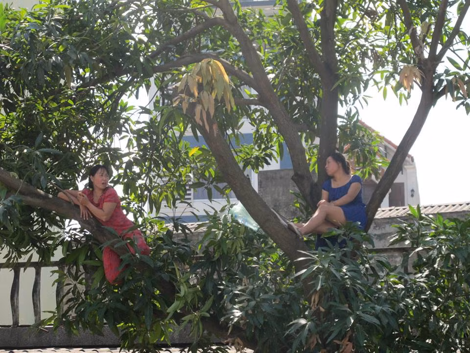 Hai phụ nữ ngồi vắt vẻo trên cây