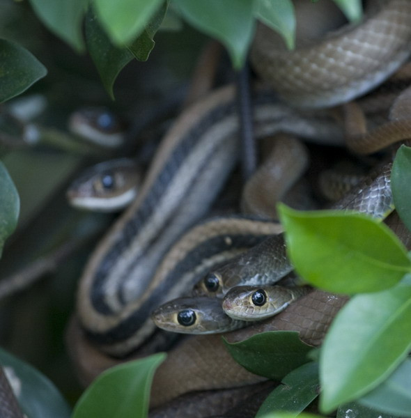 Trại rắn Đồng Tâm (xã Bình Đức, huyện Châu Thành, tỉnh Tiền Giang) là một trung tâm nuôi rắn lớn chữa trị rắn cắn cho bà con khu vực Đồng bằng sông Cửu Long. Nơi đây cũng được coi là một bảo tàng sống về loài rắn, nơi du khách có thể quan sát cuộc sống của hàng nghìn cá thể rắn thuốc nhiều loài khác nhau trong môi trường gần gũi với thiên nhiên. Tuy nhiên, những người bị “dị ứng” với loài rắn hẳn sẽ không muốn đặt chân đến nơi này chút nào. Ảnh: Ttandfriends.