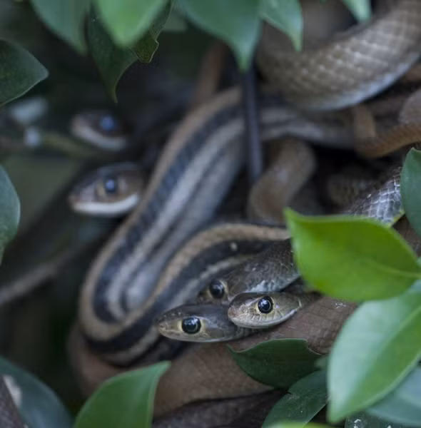 Trại rắn Đồng Tâm (xã Bình Đức, huyện Châu Thành, tỉnh Tiền Giang) là một trung tâm nuôi rắn lớn chữa trị rắn cắn cho bà con khu vực Đồng bằng sông Cửu Long. Nơi đây cũng được coi là một bảo tàng sống về loài rắn, nơi du khách có thể quan sát cuộc sống của hàng nghìn cá thể rắn thuốc nhiều loài khác nhau trong môi trường gần gũi với thiên nhiên. Tuy nhiên, những người bị “dị ứng” với loài rắn hẳn sẽ không muốn đặt chân đến nơi này chút nào. Ảnh: Ttandfriends.