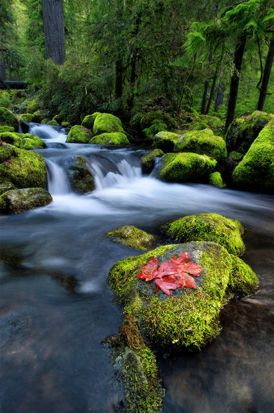 Cánh rừng ôn đới mùa tuyết tan.
