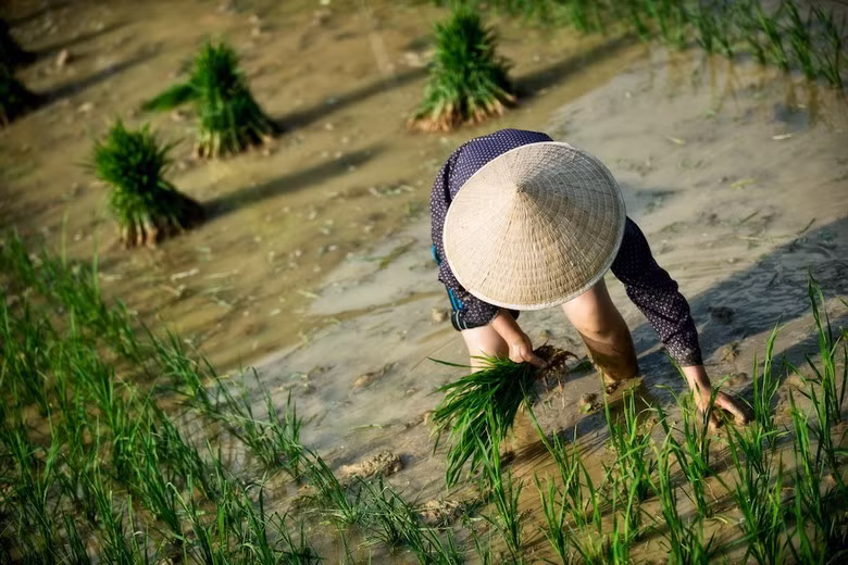 Trồng lúa tại thung lũng ở cao nguyên Đồng Văn.
