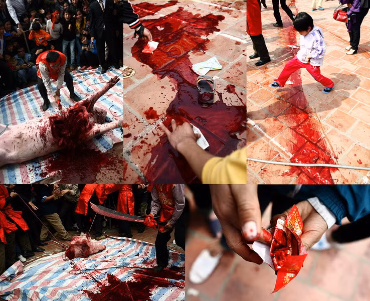 Vào mồng 6 Tết Âm lịch hàng năm, người dân thôn Ném Thượng, xã Khắc Niệm (Tiên Du, Bắc Ninh) lại tổ chức lễ hội chém lợn tế Thánh. Cao trào của lễ hội là khi hai chú lợn thờ bị chém đứt đôi bằng lưỡi đao, máu văng đầy ra sân trong sự hò reo phấn khích của đám đông chứng kiến. Kết thúc lễ, những người có mặt thường cầm tiền lẻ chấm vào máu lợn rồi mang về đặt lên ban thờ, cầu cho một năm may mắn và sung túc... Vì những cảnh tượng đẫm máu này mà nhiều người cho rằng đây là một lễ hội ghê rợn, cần chấm dứt. Ảnh: Thitbo.