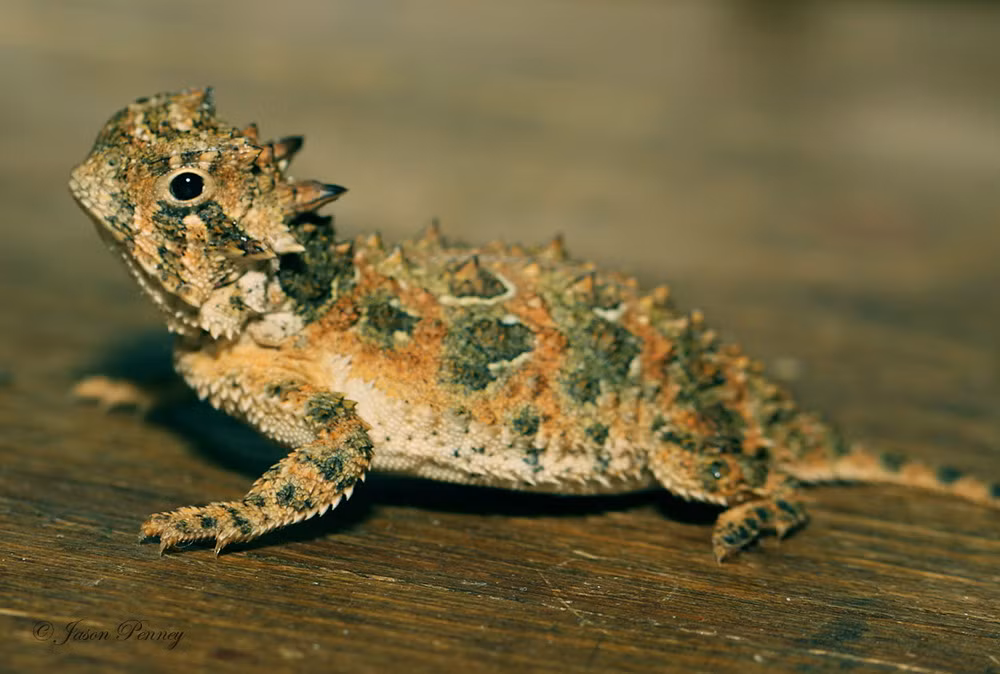 Chúng rất xứng đáng với biệt hiệu “quỷ satan” vì dáng vẻ dữ dằn với những cặp sừng nhọn hoắt trên đầu và cơ thể đầy gai góc.