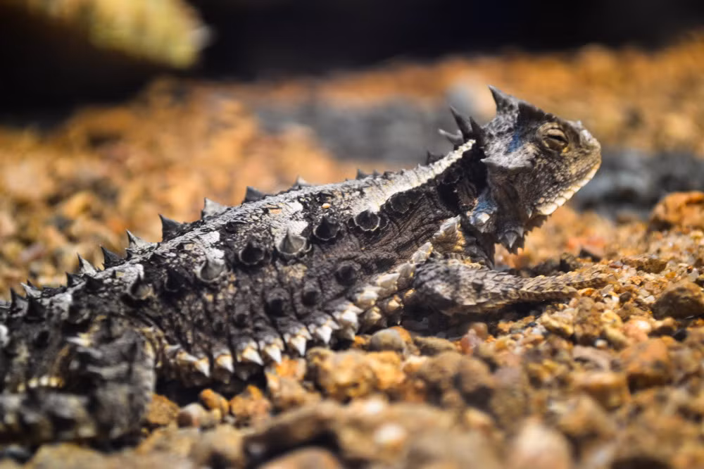 Ngoài vẻ kì lạ, nhiều người thích nuôi “quỷ satan” vì chúng có kích cỡ rất nhỏ nhắn.