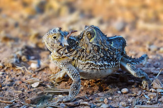 Khi cần chúng có thể phình to trông như 1 quả cầu gai để đe dọa kẻ thù