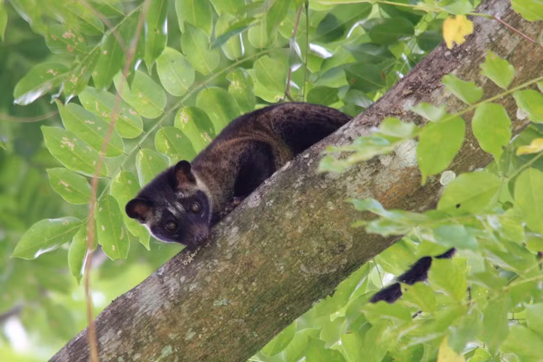 Cầy vòi đốm (Paradoxurus hermaphroditus) là một trong những loài thú tiêu biểu của Vườn quốc gia U Minh Thượng. Chúng có thước cỡ con mèo, toàn thân dài khoảng 85–110 cm; đuôi dài 40–56 cm. Chúng là loại động vật ăn tạp, giỏi leo trèo, kiếm ăn về đêm, nguồn thức ăn chủ yếu là các loại quả chín. Loài vật này có các tuyến xạ phía dưới đuôi, có thể phun ra các chất bài tiết độc hại để chống lại kẻ thù.